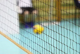 Volleyball im BKV  (Safe)